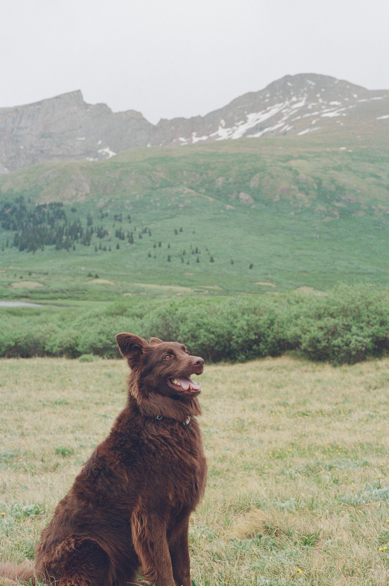 Brown dog sitting in a grassy field with mountains in the background