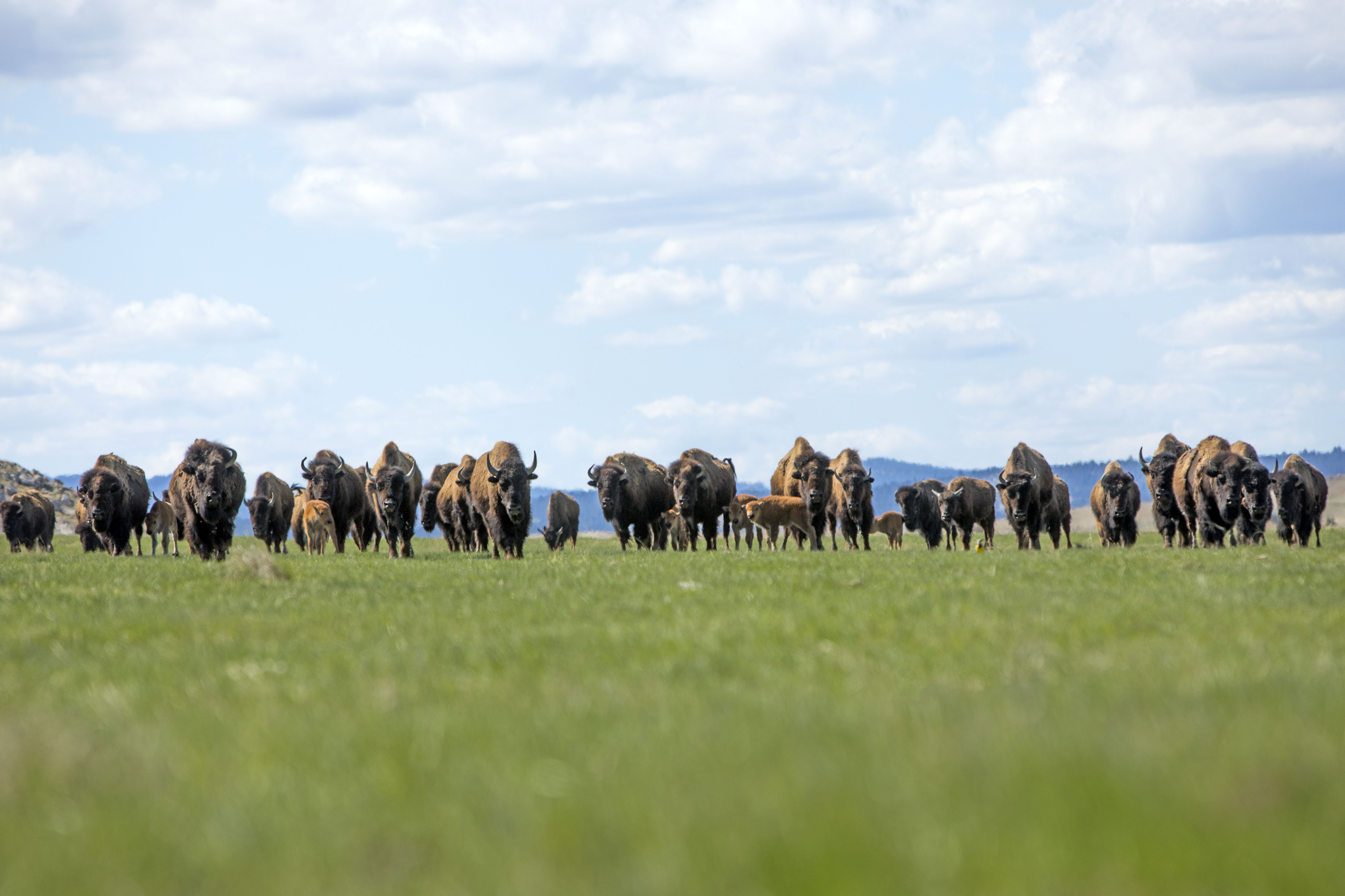 Herd of bison grazing in a grassy field under a blue sky with clouds.