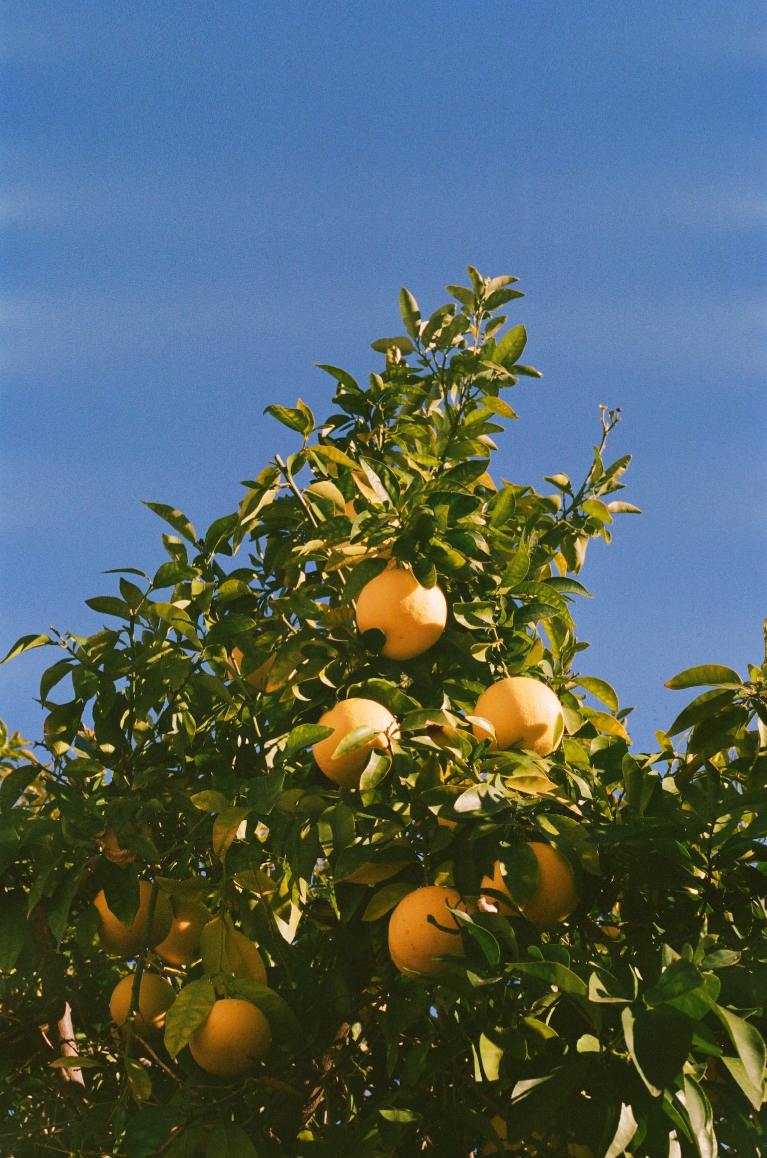 Oranges on a tree against a clear blue sky