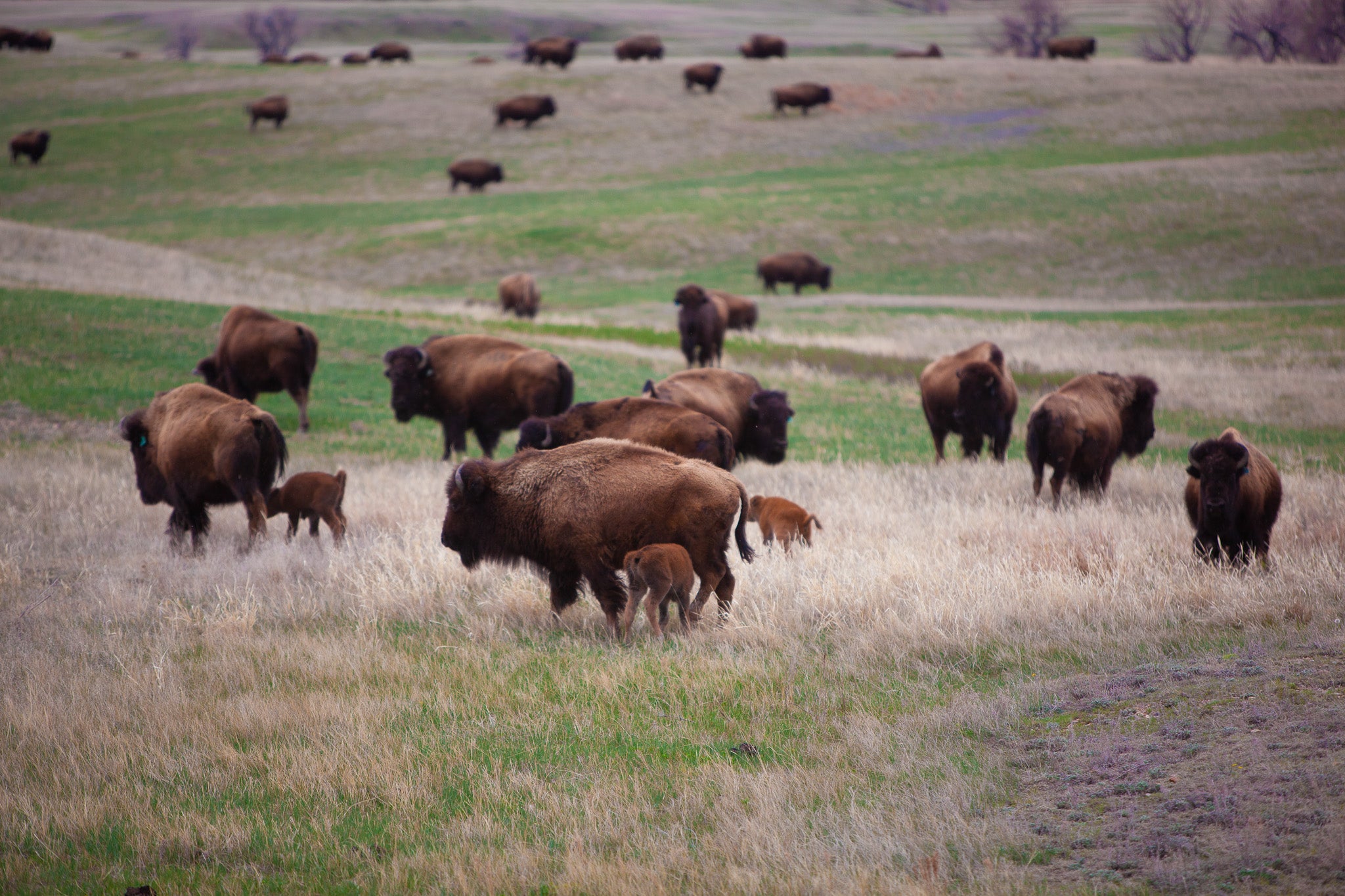 Herd of bison and calves grazing in a grassy field