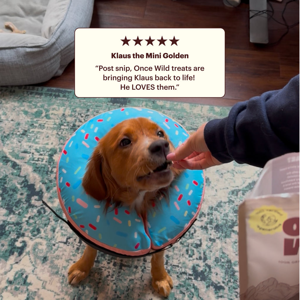 Dog wearing a blue cone collar with a person petting it, surrounded by Post Wild treats packaging. Review caption says: Klaus the Mini Golden, Post snip, Once Wild treats are bringing Klaus back to life! He LOVES them. 