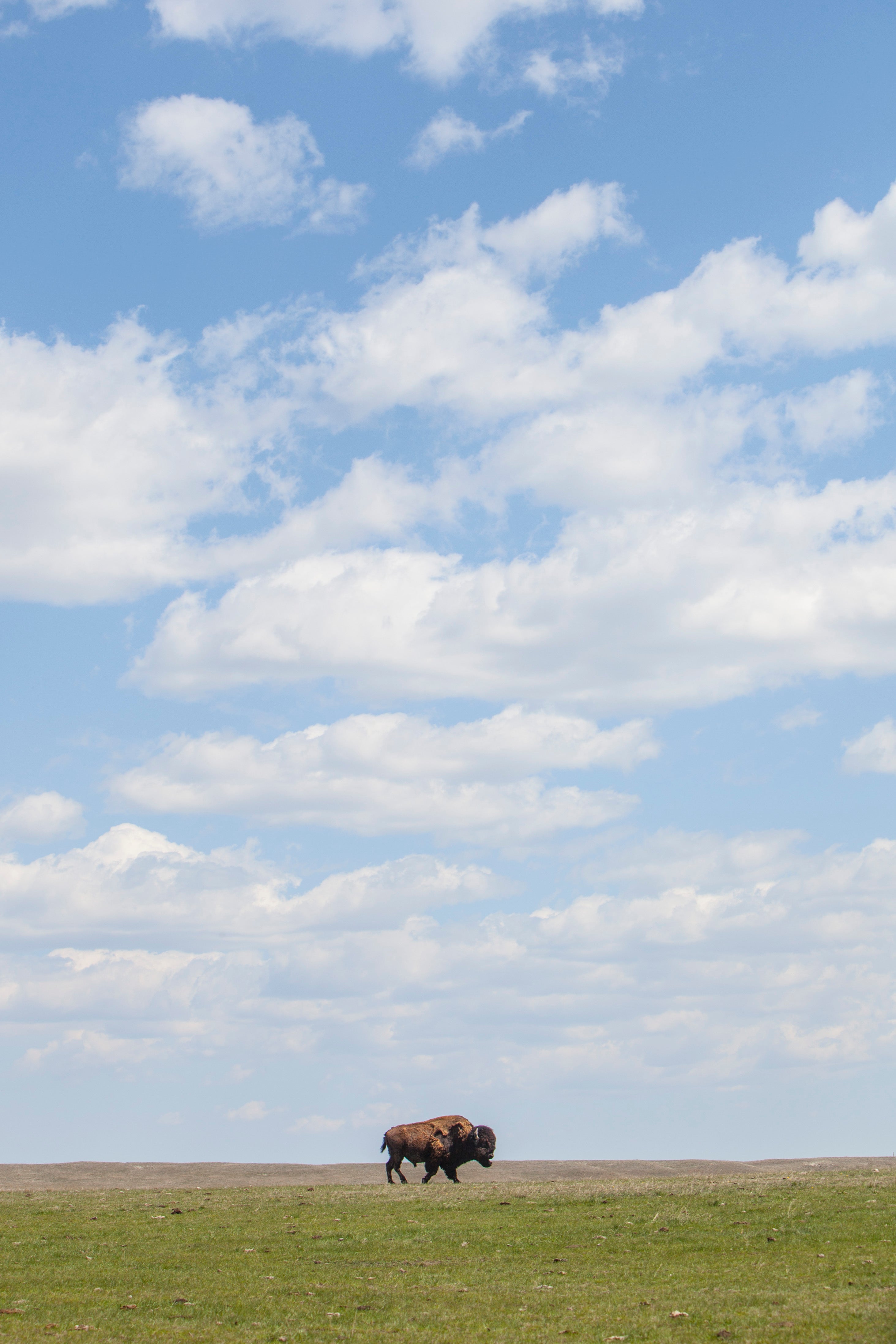 Bison standing on a grassy plain under a blue sky with scattered clouds