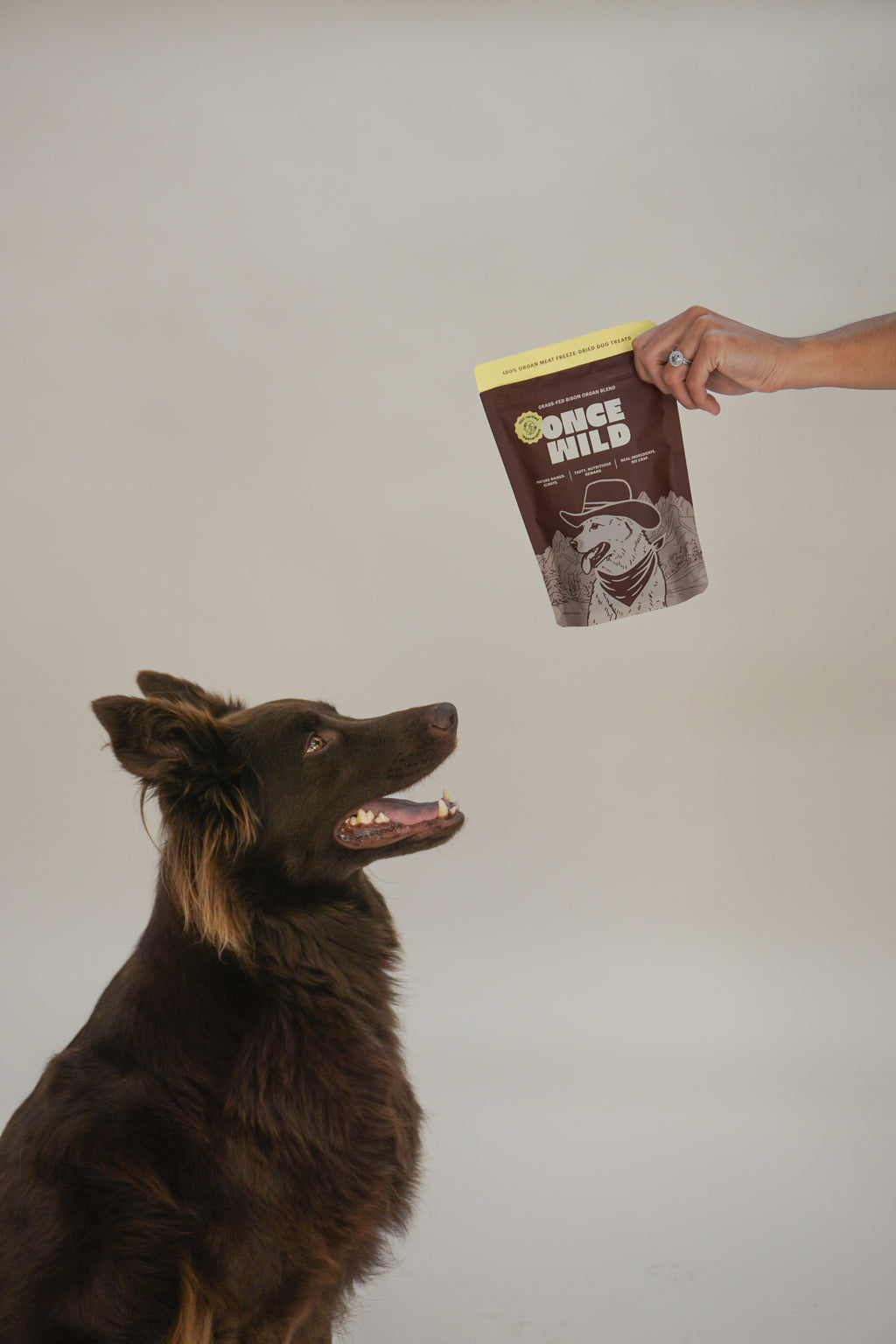 Dog looking at a Once Wild package held by a person against a plain background
