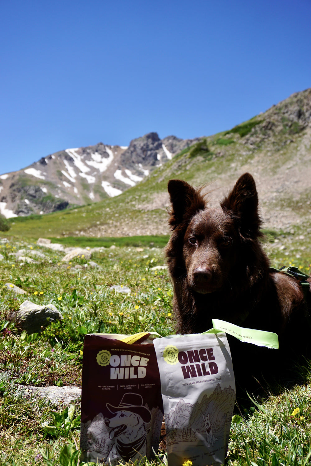 A dark brown dog sits in a grassy mountain meadow with mountains and blue sky in the background, with two bags of Once Wild dog food placed in the foreground.