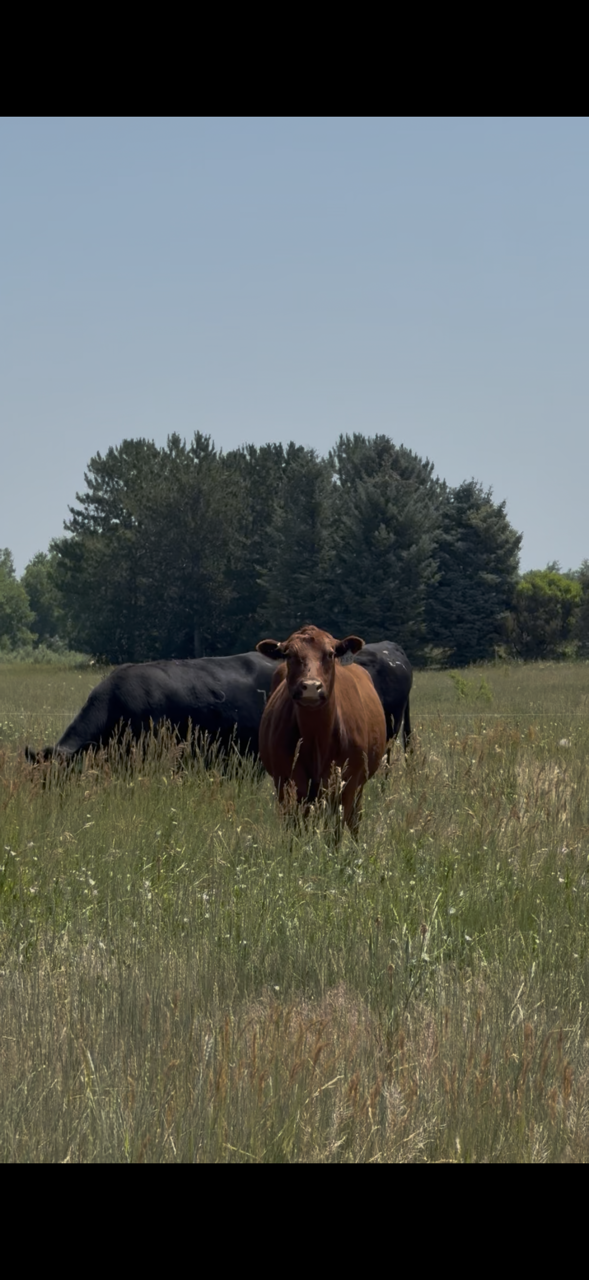 Cows grazing in a field with trees in the background