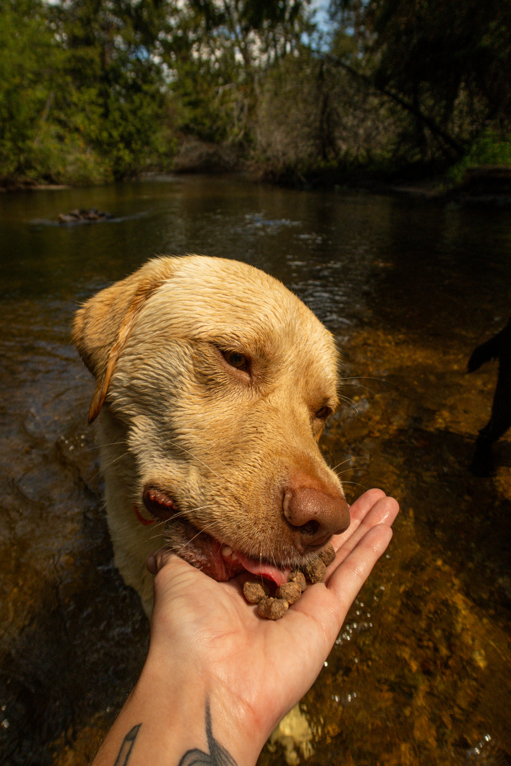 A yellow Labrador retriever standing in shallow water outdoors, reaching its mouth toward a person's hand that holds kibble for it.
