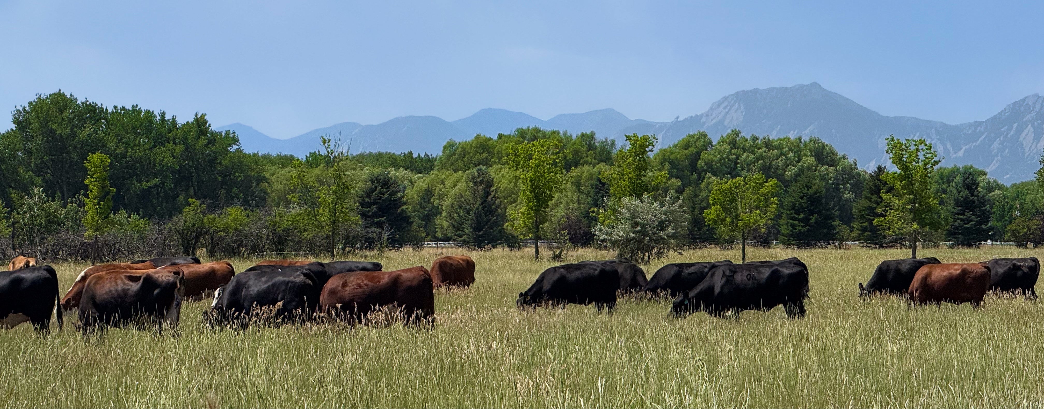 Cattle grazing in a field with trees and mountains in the background
