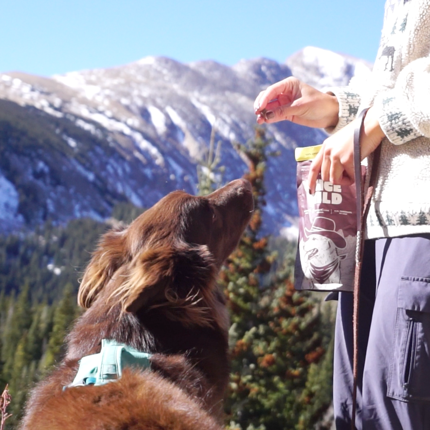 Person feeding a dog from a bag in a mountainous landscape