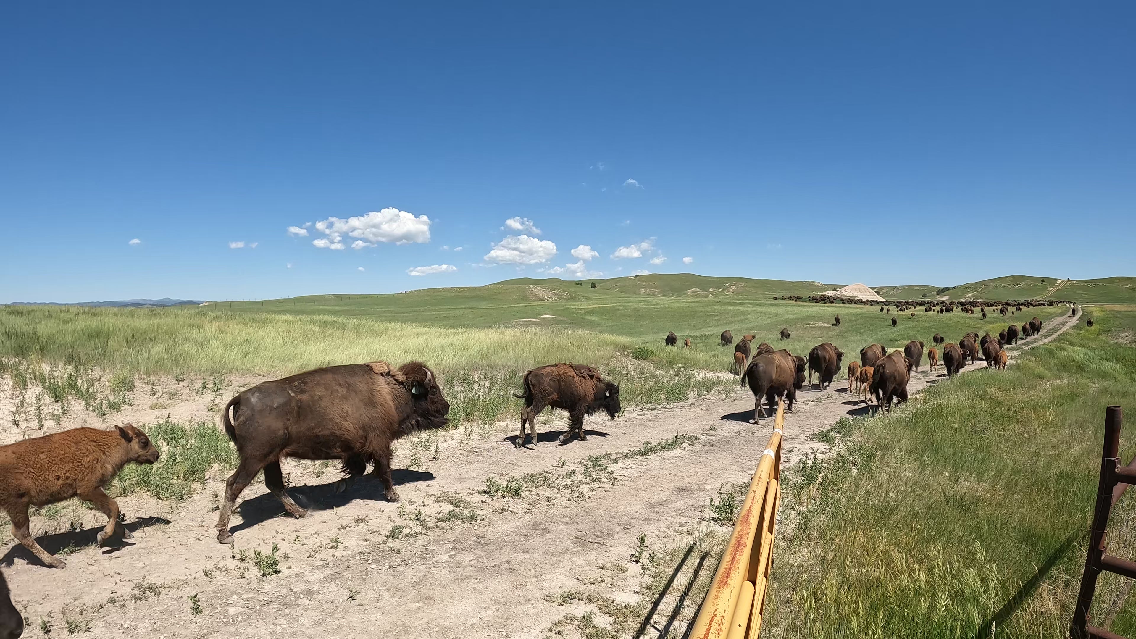 Video of bison ranch moving from pasture to pasture