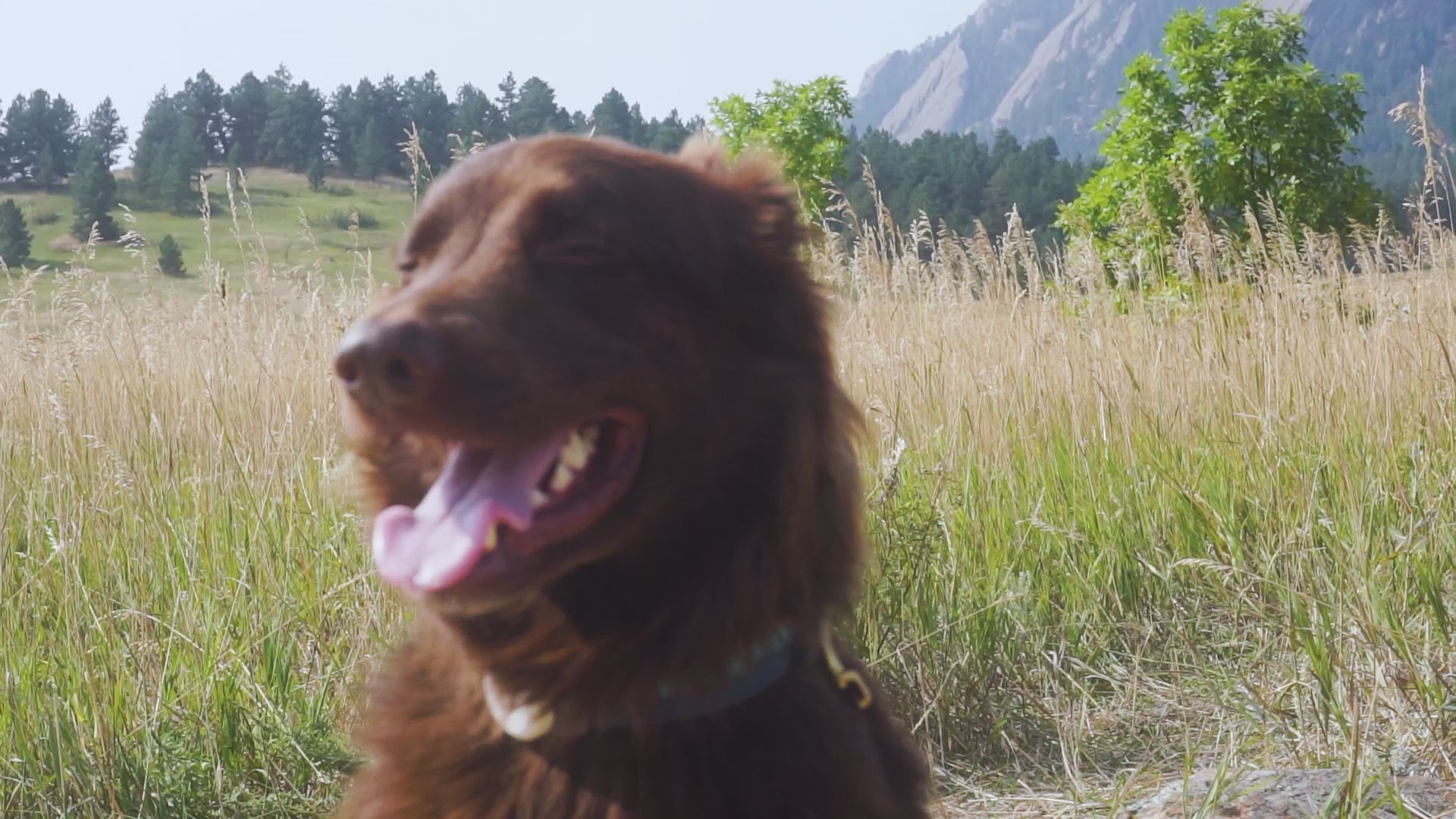 Video of dog, mountains, and nature
